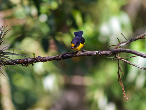Violaceous Euphonia (Euphonia violacea), photo 5
