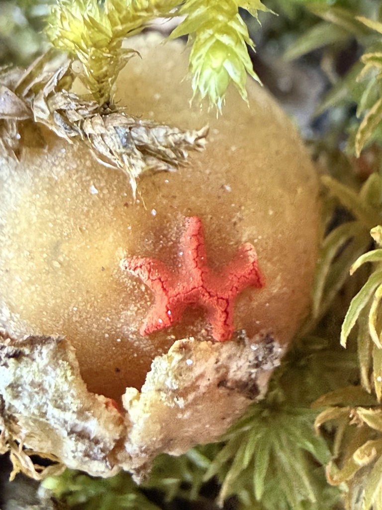 Calostoma ravenelii · January 2026 · photo: © aviatrix-79 (iNaturalist, cc-by-sa)