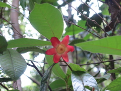 Uvaria grandiflora