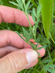 Indigofera hilaris, photograph (c) Sunčana Bradley, some rights reserved (CC BY)