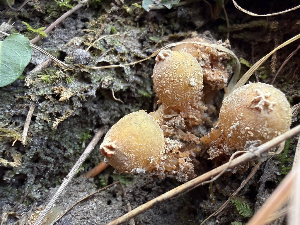 Calostoma ravenelii · January 2026 · photo: © aviatrix-79 (iNaturalist, cc-by-sa)
