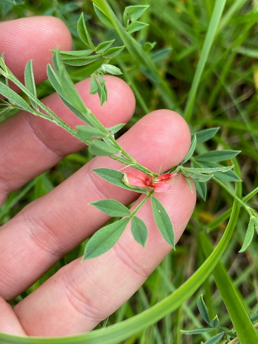 Cheery Indigo (Indigofera hilaris)