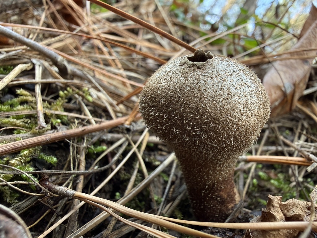 Lycoperdon perlatum · January 2026 · photo: © aviatrix-79 (iNaturalist, cc-by-sa)