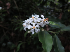 Melodinus suaveolens