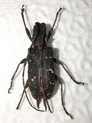 Granulorsidis flavidosignatus