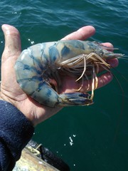 Penaeus stylirostris