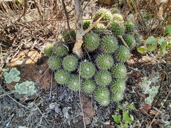 Mammillaria compressa compressa