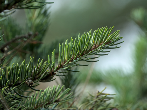 Picea alcoquiana iNat (3)