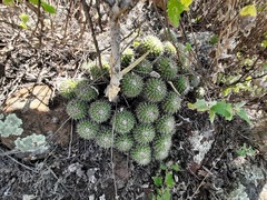Mammillaria compressa compressa