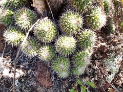 Mammillaria compressa compressa