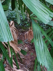 Rallina fasciata