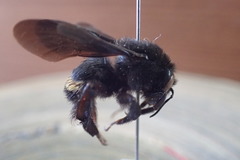Bombus mexicanus