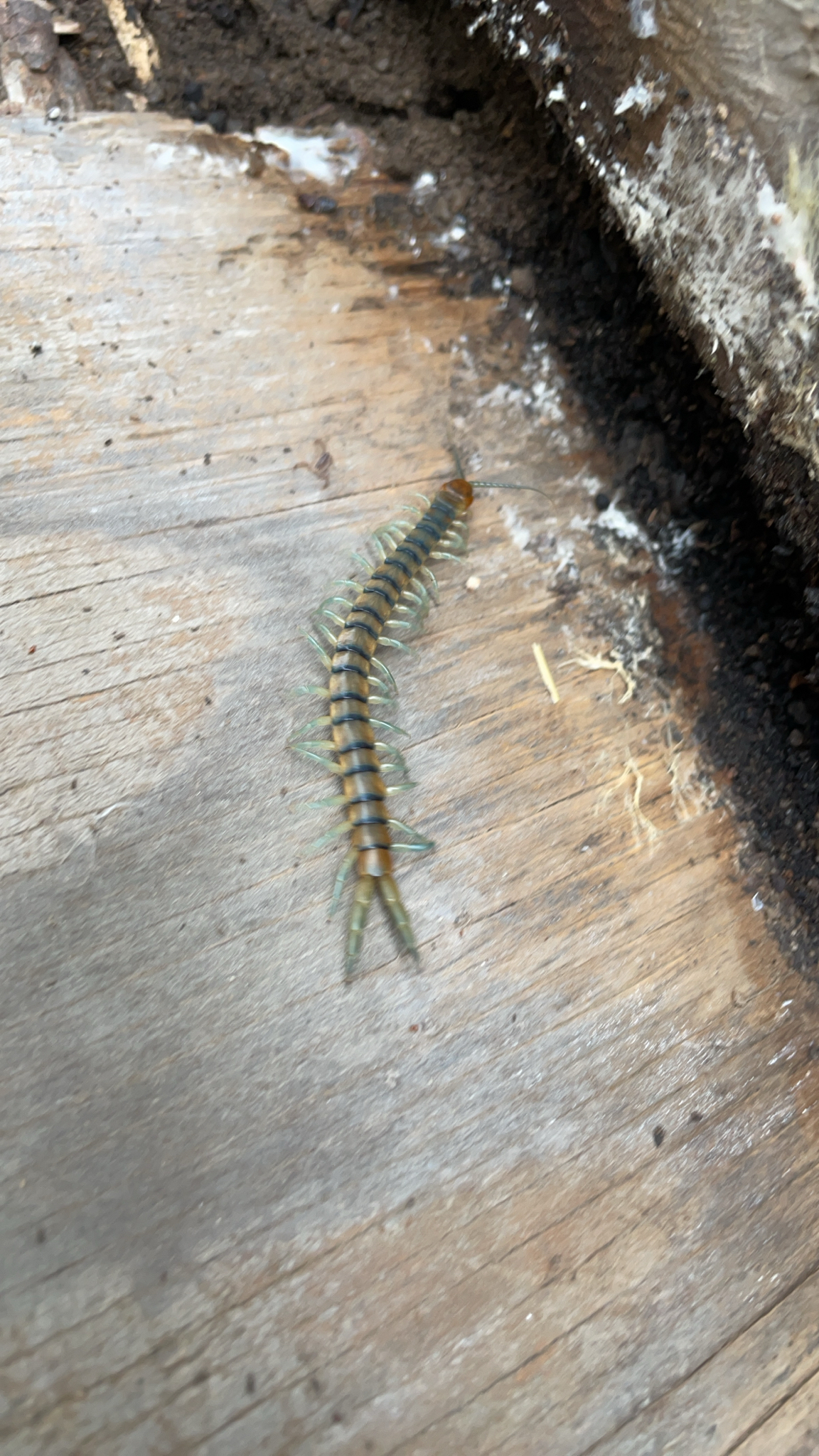 Scolopendra polymorpha Wood, 1861