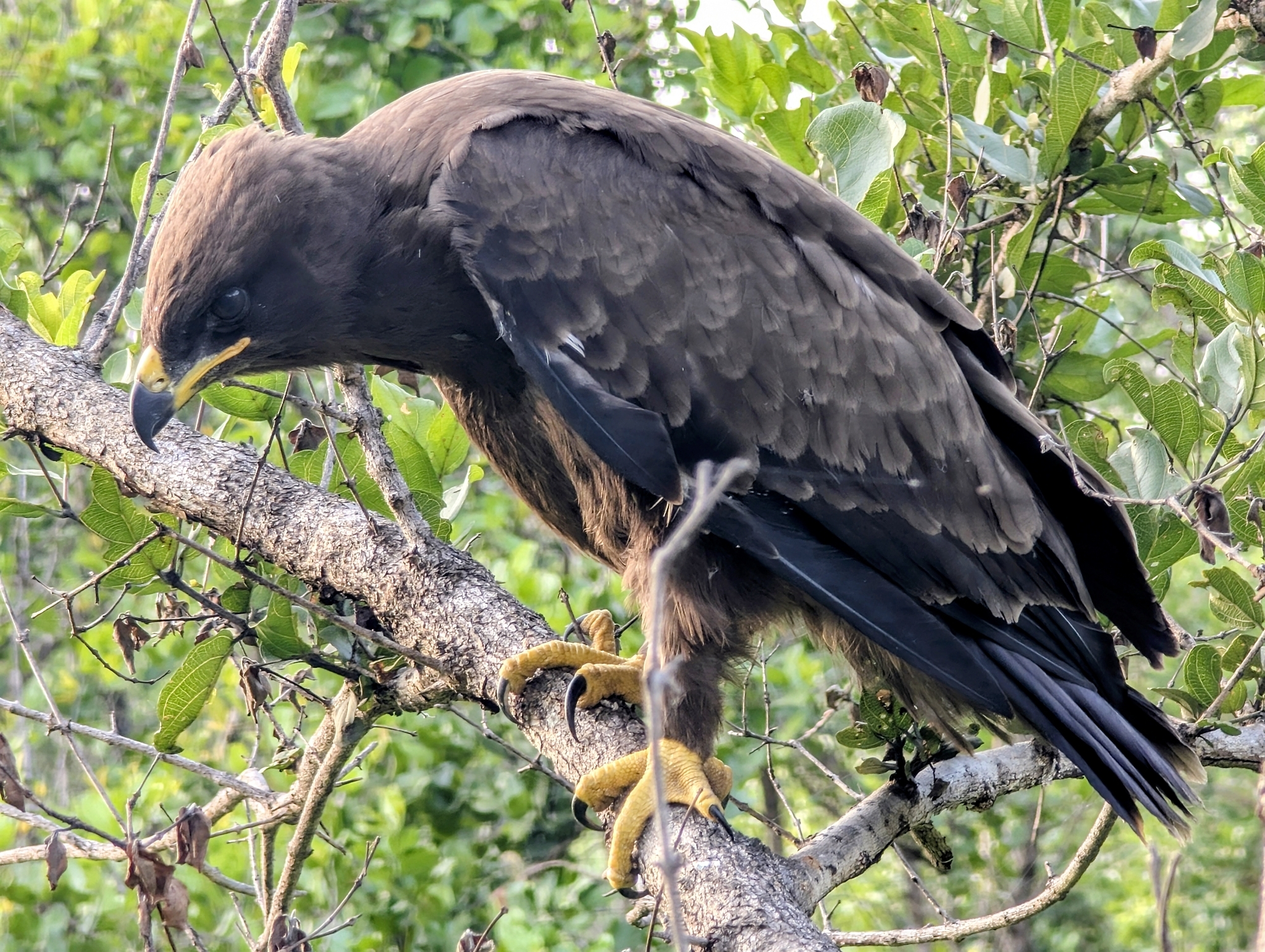 Wahlberg's Eagle (Hieraaetus wahlbergi), photo 3