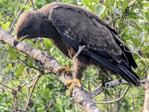 Wahlberg's Eagle (Hieraaetus wahlbergi), photo 4