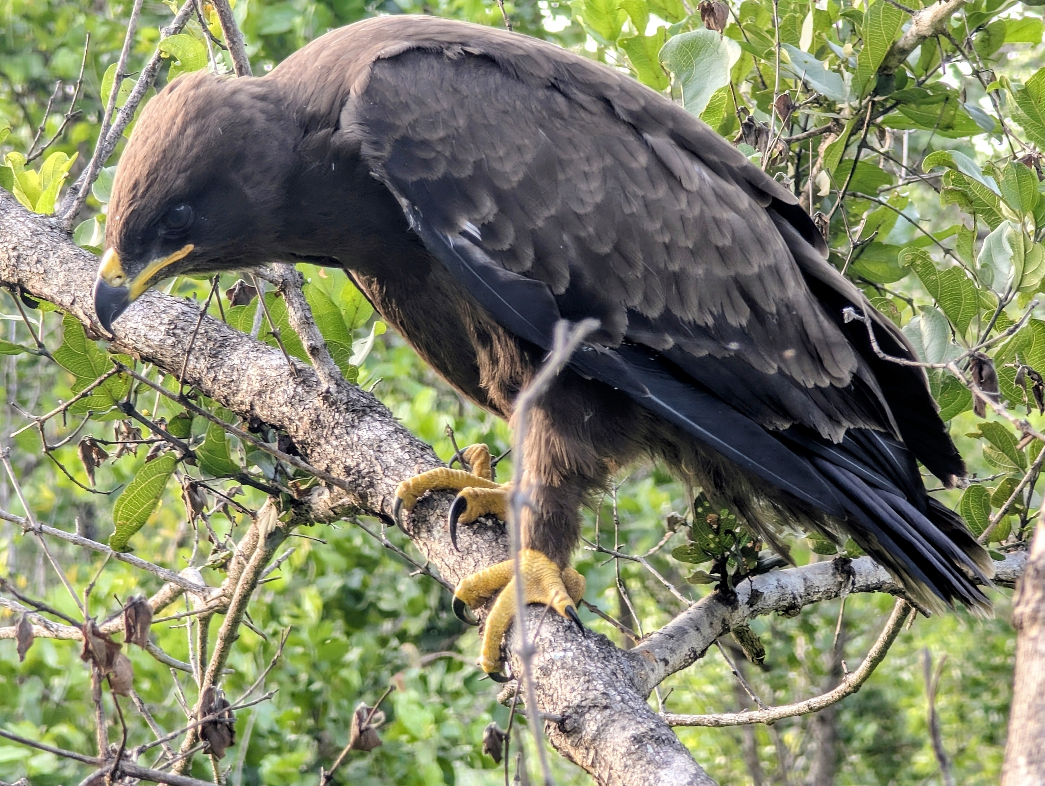 Wahlberg's Eagle (Hieraaetus wahlbergi), photo 4