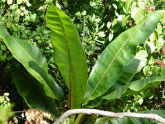 Ensete
