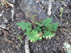 Myriopteris notholaenoides