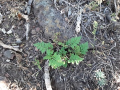 Myriopteris notholaenoides