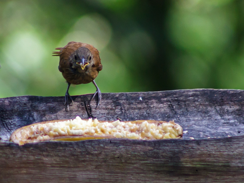 Ruby-crowned Tanager (Tachyphonus coronatus), photo 10