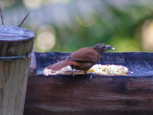 Ruby-crowned Tanager (Tachyphonus coronatus), photo 5