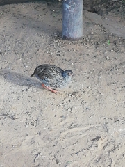 Pternistis afer castaneiventer