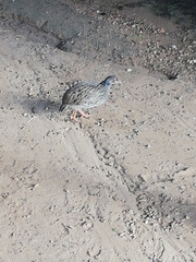 Pternistis afer castaneiventer