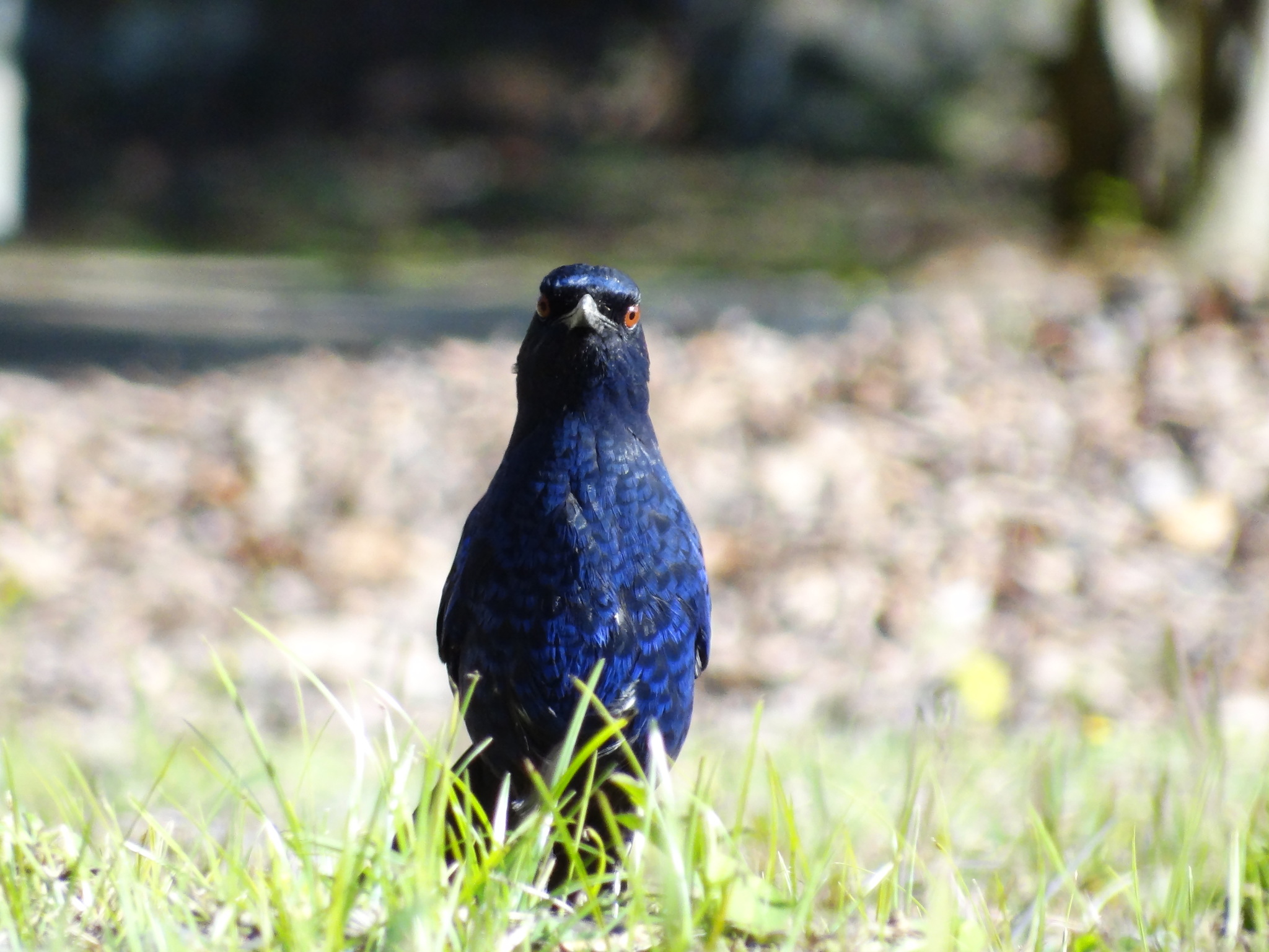 Taiwan Whistling Thrush
