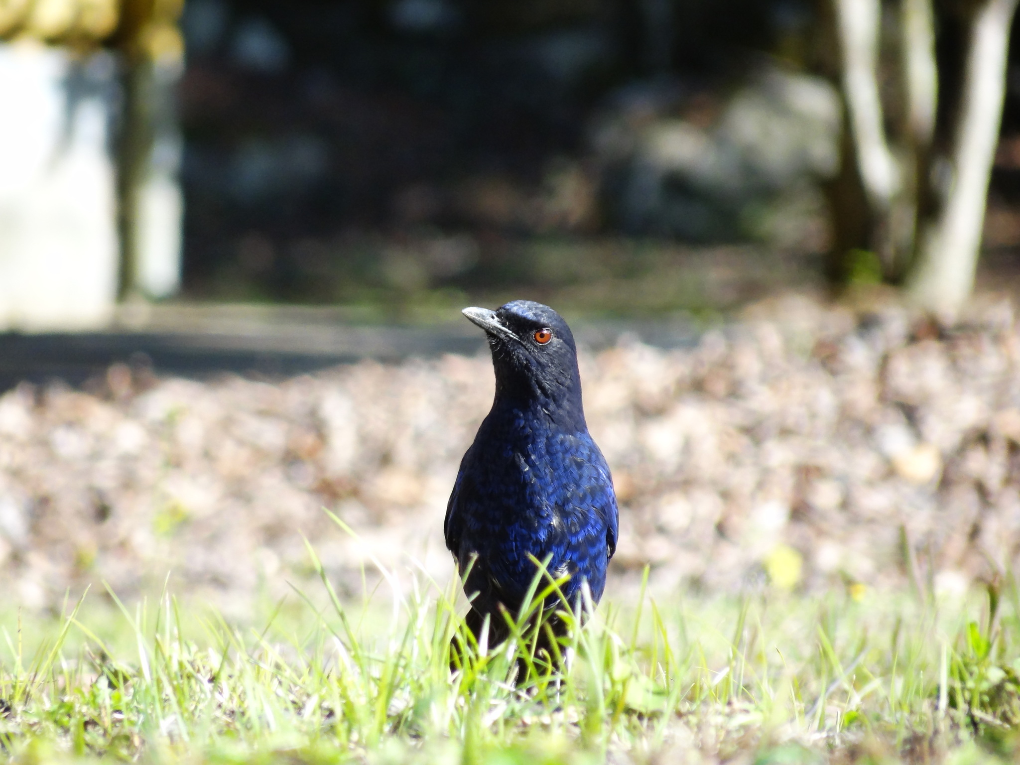Taiwan Whistling Thrush