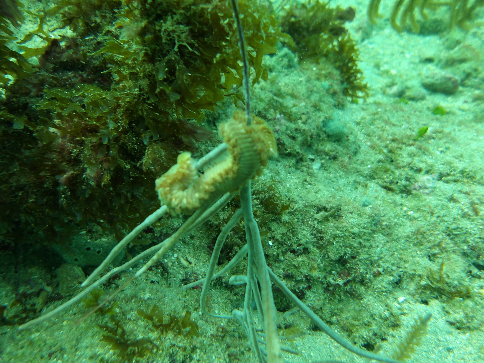 Hermodice carunculata (Pallas, 1766)