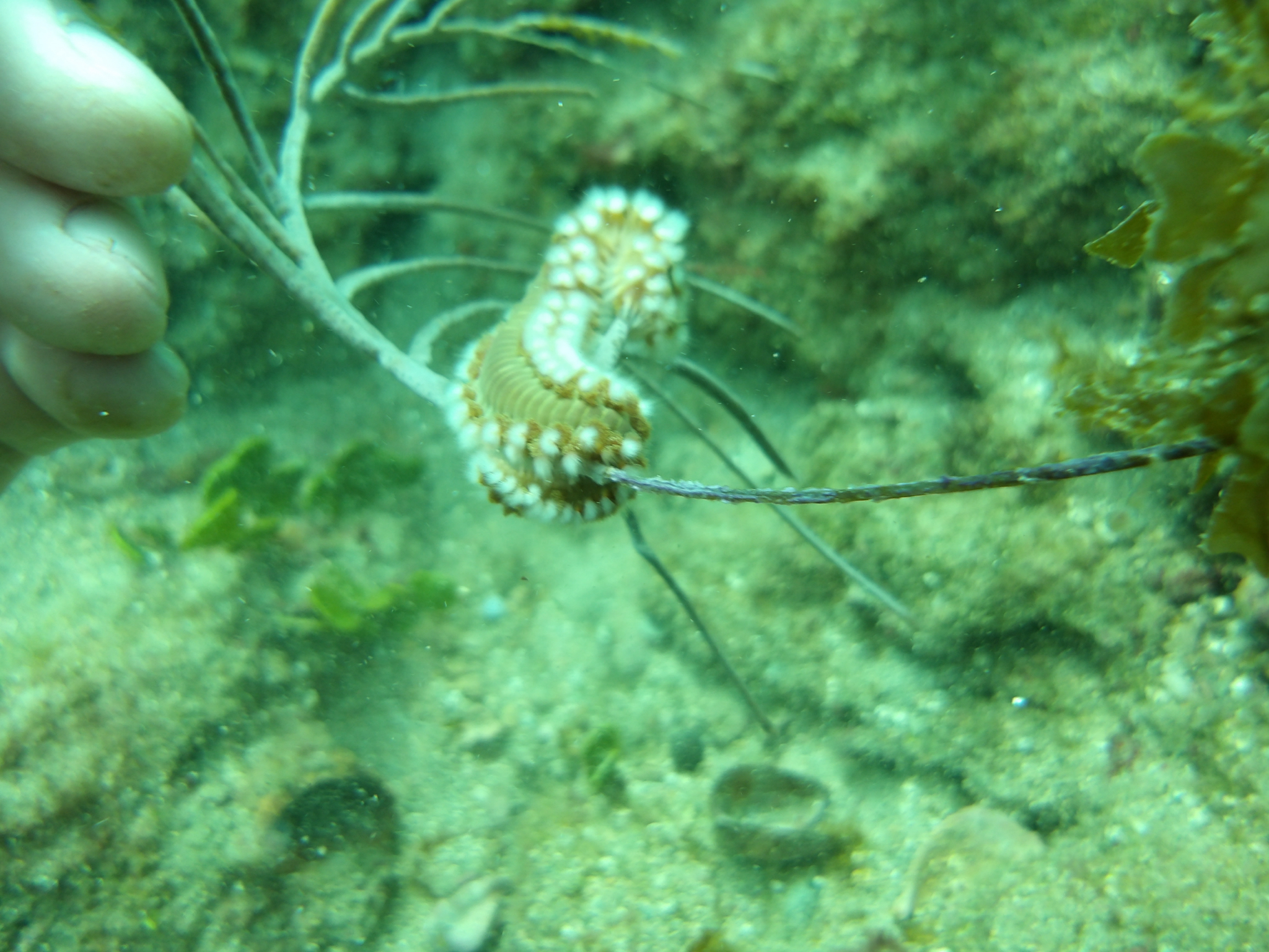 Hermodice carunculata (Pallas, 1766)