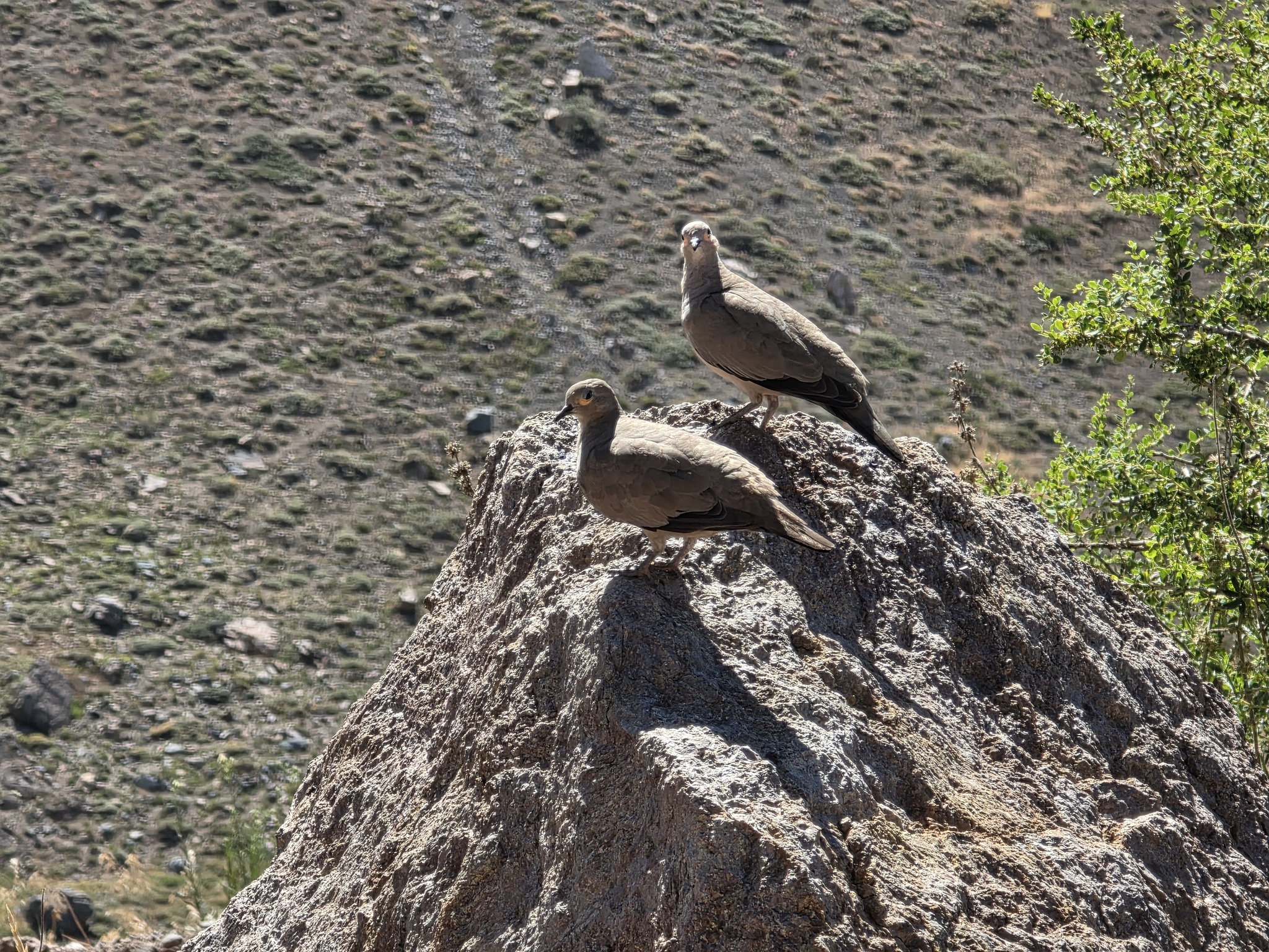 Black-winged Ground Dove (Metriopelia melanoptera), photo 6