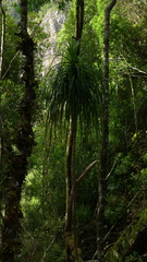 Dracophyllum elegantissimum