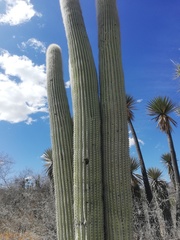 Cephalocereus macrocephalus