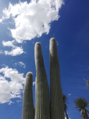 Cephalocereus macrocephalus