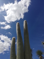 Cephalocereus macrocephalus