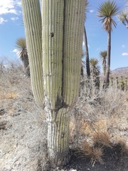 Cephalocereus macrocephalus