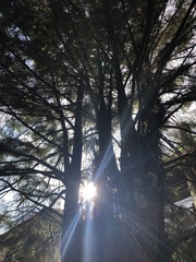 Tsuga chinensis