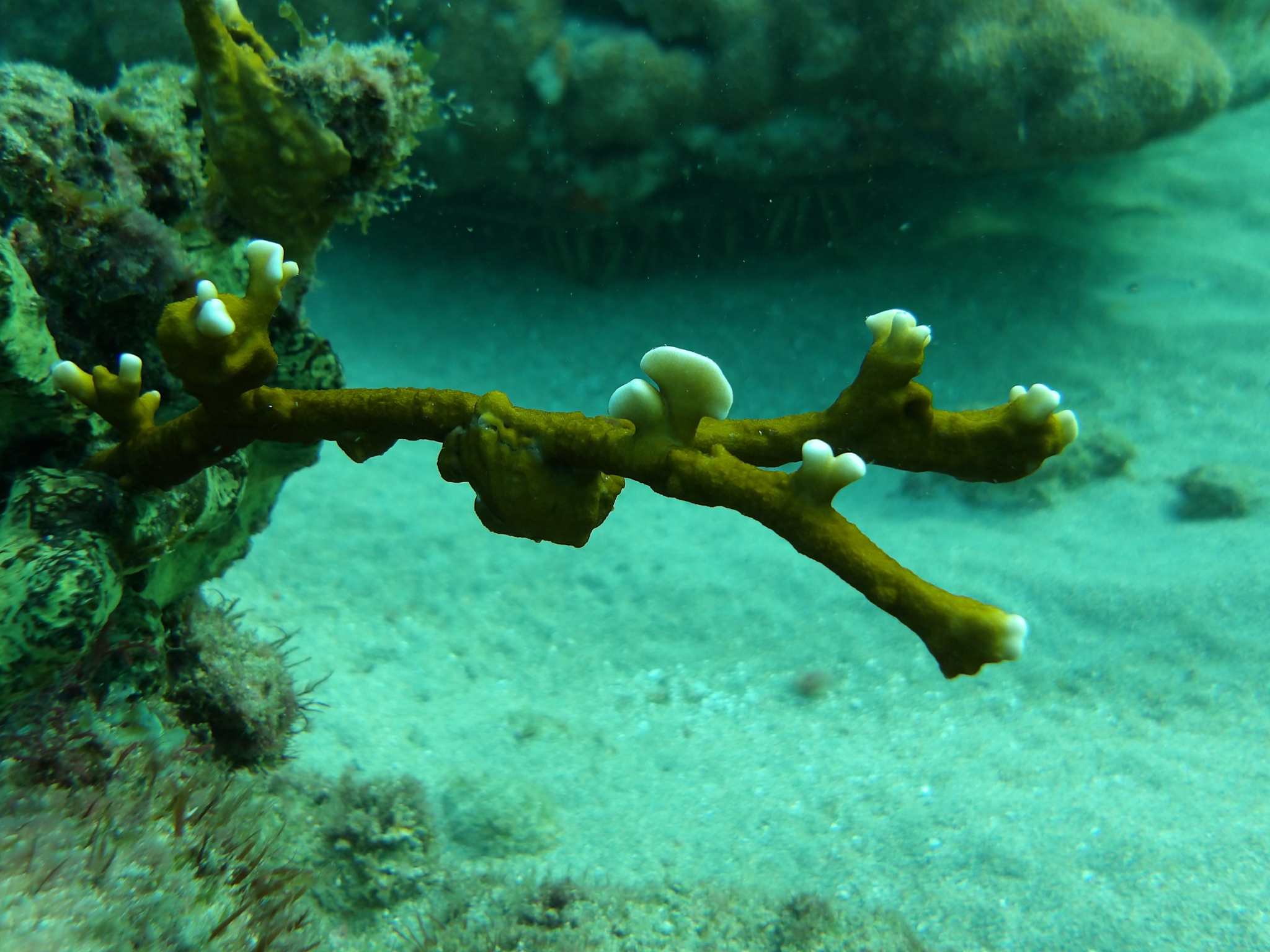 Millepora alcicornis Linnaeus, 1758