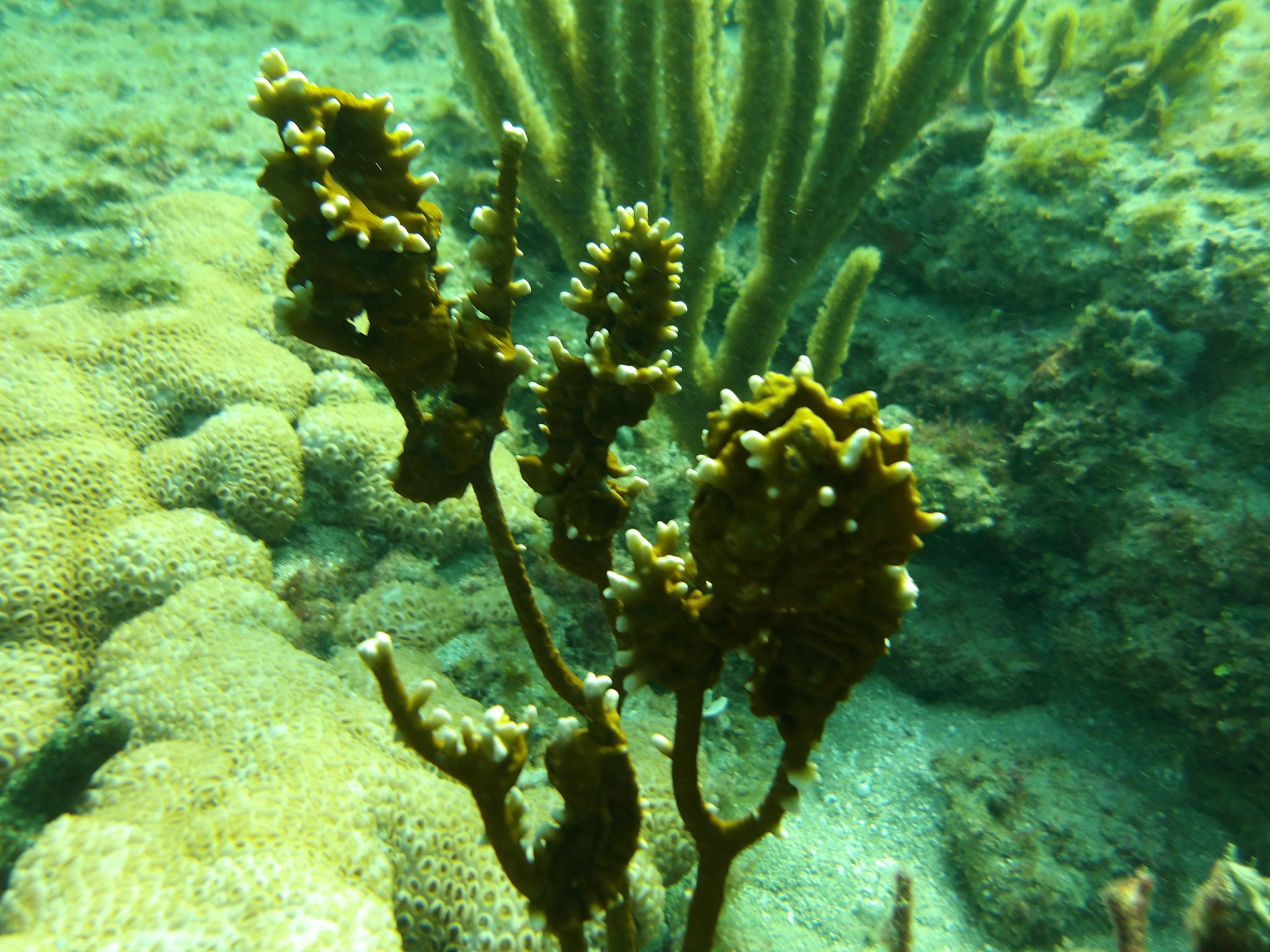 Millepora alcicornis Linnaeus, 1758