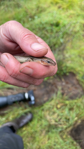 iNaturalist observation photo of Gilbert's Skink