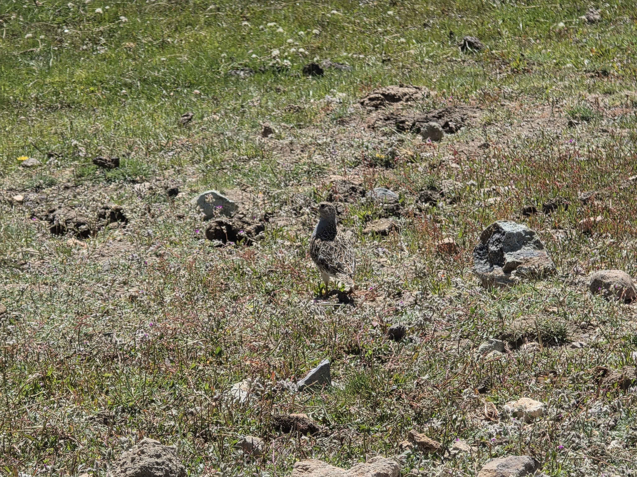 Grey-breasted Seedsnipe (Thinocorus orbignyianus), photo 3
