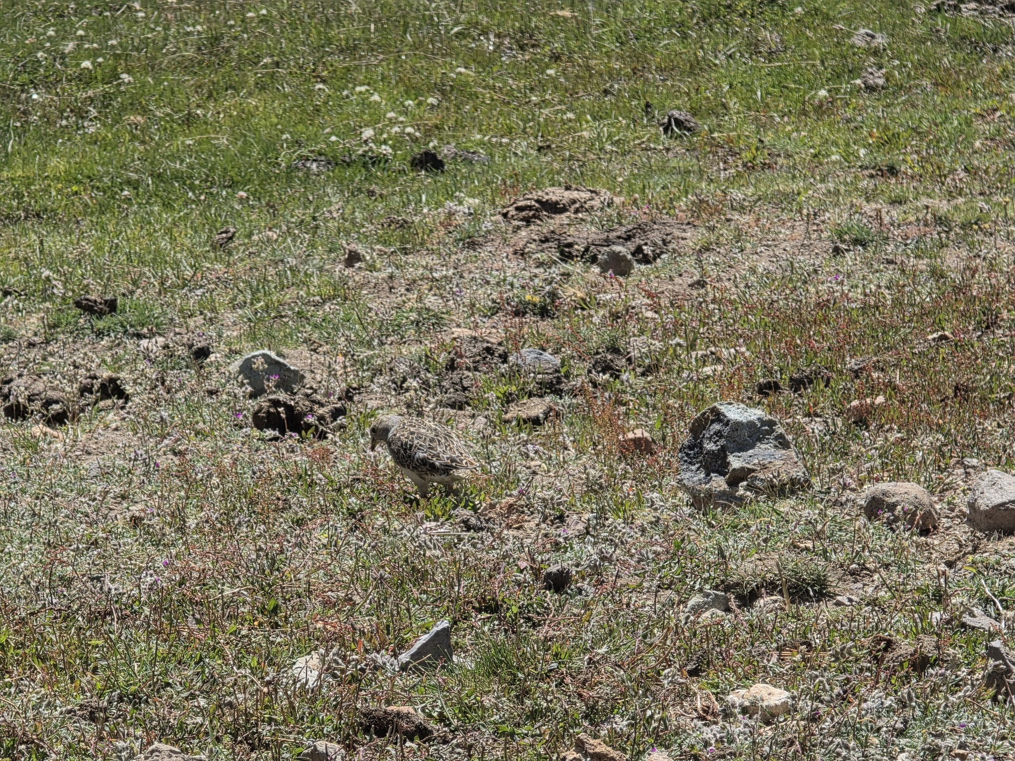 Grey-breasted Seedsnipe (Thinocorus orbignyianus), photo 5