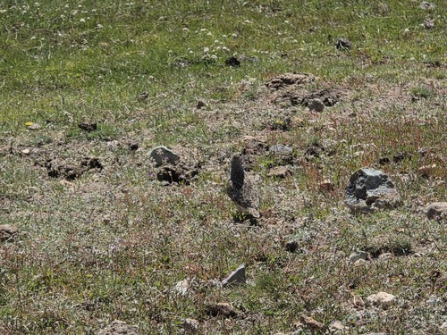 Grey-breasted Seedsnipe (Thinocorus orbignyianus), photo 4