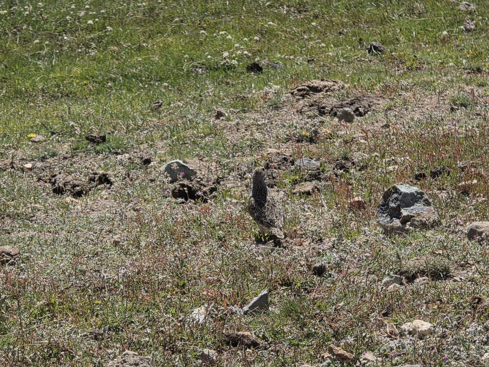Grey-breasted Seedsnipe (Thinocorus orbignyianus), photo 4