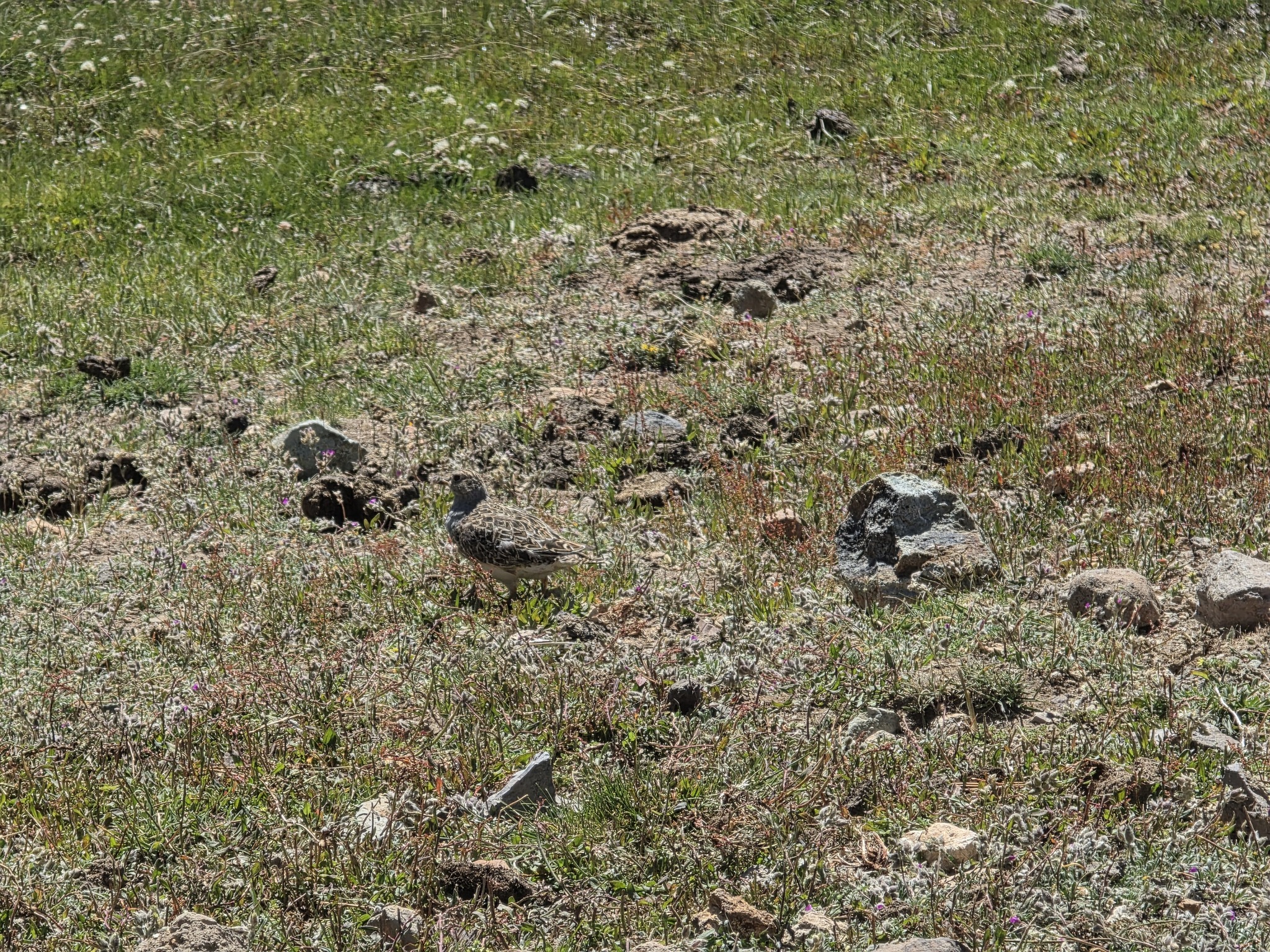 Grey-breasted Seedsnipe (Thinocorus orbignyianus), photo 6