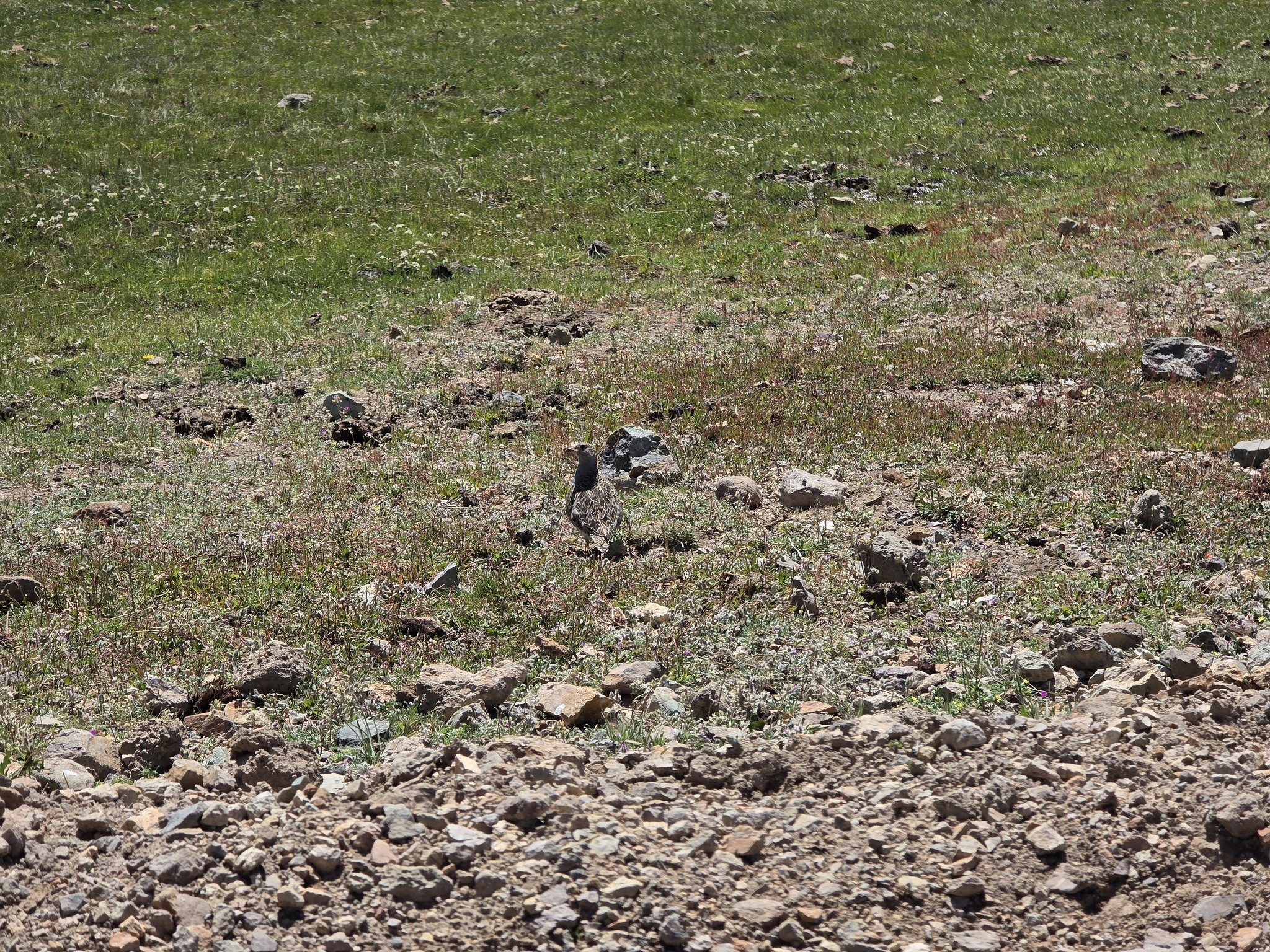 Grey-breasted Seedsnipe (Thinocorus orbignyianus), photo 7