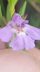 Hemigenia purpurea