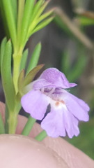 Hemigenia purpurea
