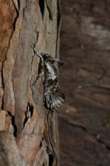 Archaeoses polygrapha